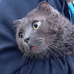 ����: ������� �����  �������� ����� �������� � �. ��������