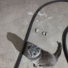 ����: ������� �����  �������� ����� ����������� ��������� ������ � �. ������