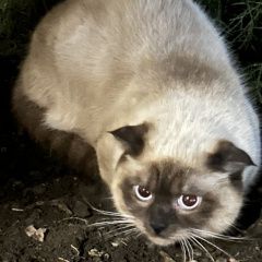 ����: ������� �����  �������-��-���� ������ ��� � �. ������-��-����