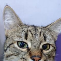 ����: ������� �����  ��������� ������ ��� � �. ��������