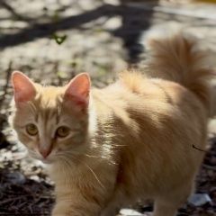 ����: ������� �����  ������� ��� ��������� � �. ���������