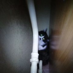 Подробнее об объявлении «Москва Найдена кошка черно-белый пушистый» Фото: найдена кошка  «Москва Найдена кошка черно-белый пушистый» в г. Москва