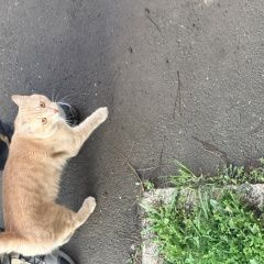 ����: ������� �����  ������� ��� ����� � ������� ��������� ��������� � �. ���������