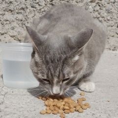 ����: ������� �����  ������� ��� ������ �������� � �. ������ �������