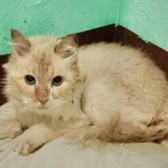 ����: ������� �����  ������� ��� ������������ ������� � �. �������