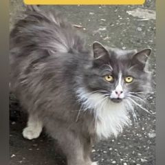 ����: ������� �����  �������� ����� ��� ��� �������� ������ � �. ������