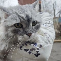 ����: ������� �����  �������� ����� �� �� ��������, ������ ��������...� � �. ������ ��������