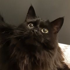 ����: ������� �����  �������� ����� ��� ��� �����-��������� � �. �����-���������