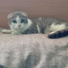 ����: ������� �����  ������� ��� �������� �������. ���� ������� ��������� � �. ��������