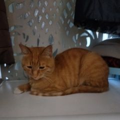 ����: ������� �����  ������� ��� ����������, ���������� ������� � �. �������