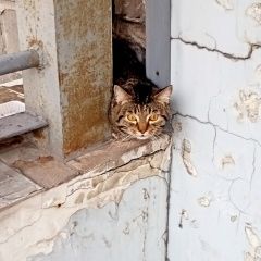 ����: ������� �����  �������� ����� �������� � �. ��������