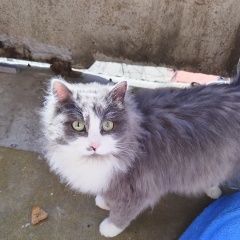 ����: ������� �����  ������� ����� ������� � �. �������