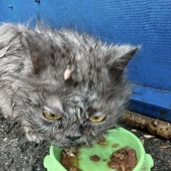 ����: ������� �����  �������� ����� �������� � �. ��������