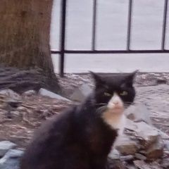 ����: ������� �����  ������� ��� ��������� � �. ���������