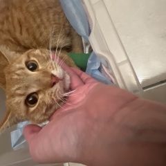 ����: ������� �����  ������� ��� ����� ���, ������������� � ������...� � �. �������