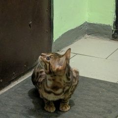 ����: ������� �����  ������� ������� ����� ����������� ������, �....� � �. ������