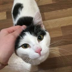Подробнее об объявлении «Новосибирск Найден кот домашний котик» Фото: найдена кошка  «Новосибирск Найден кот домашний котик» в г. Новосибирск