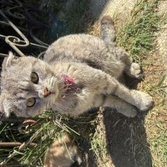 ����: ������� �����  �������� ������� ����� � ��������� � �. �������