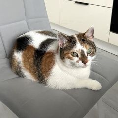 ����: ������� �����  �������� ����� �����-��������� � �. �����-���������