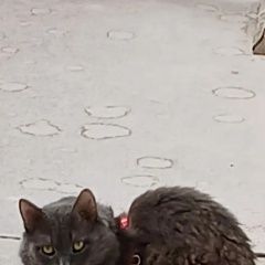 ����: ������� �����  ���������� ������� ����� ��� ��� ���� ������ ����� � �. ���������