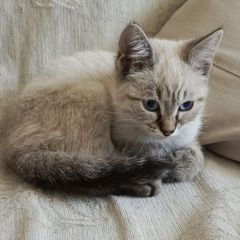 ����: ������� �����  ������� ������� ����� ������ � �. ������