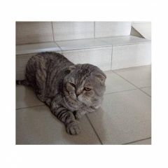 ����: ������� �����  ������� ��� ������-��-���� � �. ������-��-����