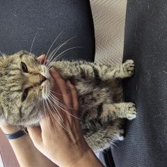 ����: ������� �����  ����������� ������� ����� �� �������� � �. ����������