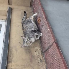����: ������� �����  �������� ����� ��������� ����������� � �. �����������