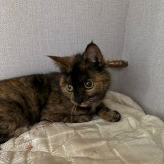 ����: ������� �����  �������� ����� ����� ������� ����� �� �������...� � �. �������