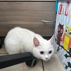 ����: ������� �����  ������� ��� ������ � �. ������