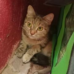 ����: ������� �����  ������ ������� ����� �������� � �. �����