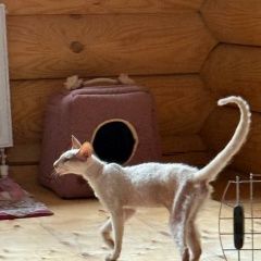 ����: ������� ����� ������������ (��������� ���������������) �������� ����� ����� � �. �����
