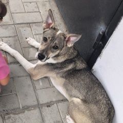 ����: ������� �����  ������������ ������� ����� ���� ������� ���...� � �. �����������