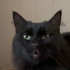 ����: ������� �����  �������� ����� �����-��������� � �. �����-���������
