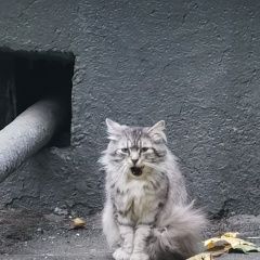 ����: ������� �����  �������� ����� �������� ��������� ��� ������ � �. ������