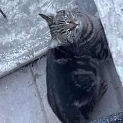 ����: ������� �����  ������� ������� �����. ����������� � �. ������