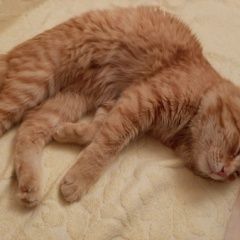 Подробнее об объявлении «Найден кот Подольск» Фото: найдена кошка  «Найден кот Подольск» в г. Подольск