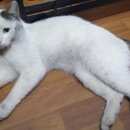 Подробнее об объявлении «Мытищи Найден кот молодой крупный кот» Фото: найдена кошка  «Мытищи Найден кот молодой крупный кот» в г. Мытищи