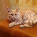 Подробнее об объявлении «Иваново Найден кот» Фото: найдена кошка  «Иваново Найден кот» в г. Иваново