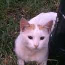 Подробнее об объявлении «Москва Найден кот» Фото: найдена кошка  «Москва Найден кот» в г. Москва