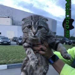 Подробнее об объявлении «Белгород Найдена кошка» Фото: найдена кошка  «Белгород Найдена кошка» в г. Белгород