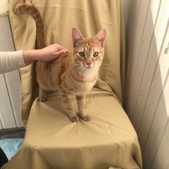 Подробнее об объявлении «Найден кот молодой рыжий котик. Видное» Фото: найдена кошка  «Найден кот молодой рыжий котик. Видное» в г. Видное