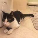 Подробнее об объявлении «Москва Найден кот 22 августа, метро юго-западная.» Фото: найдена кошка  «Москва Найден кот 22 августа, метро юго-западная.» в г. Москва