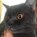 Подробнее об объявлении «Ставрополь Найден кот» Фото: найдена кошка Британская короткошерстная «Ставрополь Найден кот» в г. Ставрополь