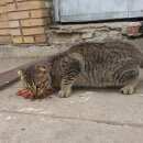 Подробнее об объявлении «Москва Найден кот» Фото: найдена кошка Шотландская вислоухая «Москва Найден кот» в г. Москва