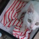 Подробнее об объявлении «Найдена кошка котенок девочка Саратов» Фото: найдена кошка  «Найдена кошка котенок девочка Саратов» в г. Саратов