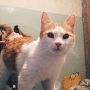 Подробнее об объявлении «Москва Найден кот» Фото: найдена кошка  «Москва Найден кот» в г. Москва