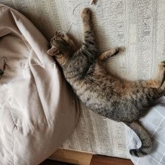 Подробнее об объявлении «Найден кот. Мытищи» Фото: найдена кошка  «Найден кот. Мытищи» в г. Мытищи