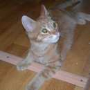 Подробнее об объявлении «Москва Найден кот м. рязанский проспект» Фото: найдена кошка  «Москва Найден кот м. рязанский проспект» в г. Москва