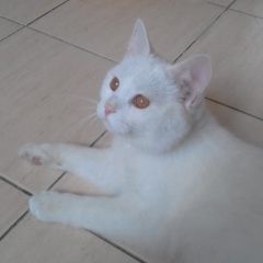 Подробнее об объявлении «Москва Найден кот белый кот с оранжевыми глазами» Фото: найдена кошка Британская короткошерстная «Москва Найден кот белый кот с оранжевыми глазами» в г. Москва